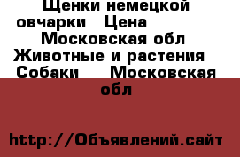 Щенки немецкой овчарки › Цена ­ 20 000 - Московская обл. Животные и растения » Собаки   . Московская обл.